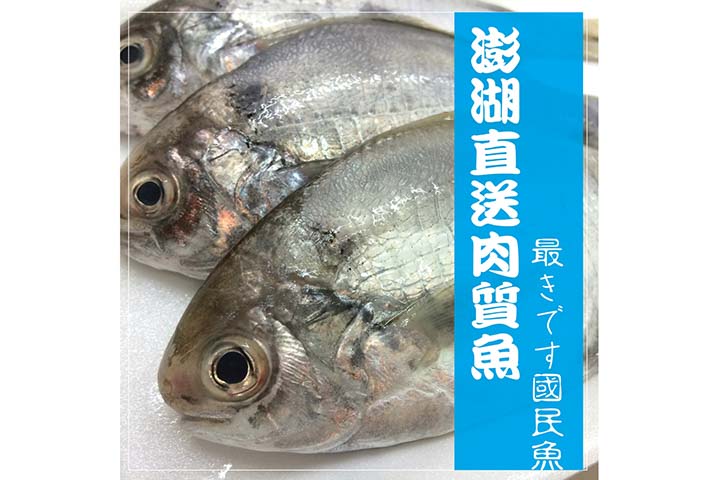 澎湖肉質魚