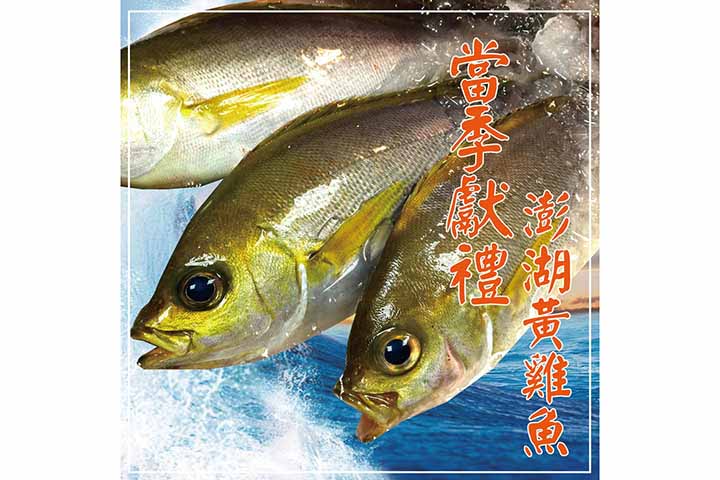 澎湖黃雞魚