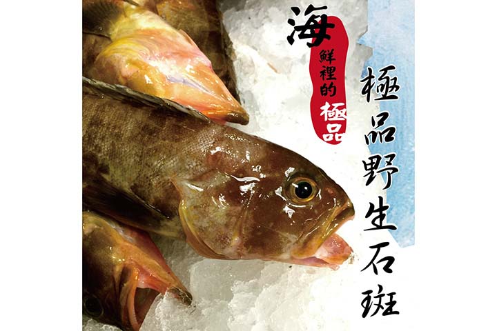 野生石斑魚