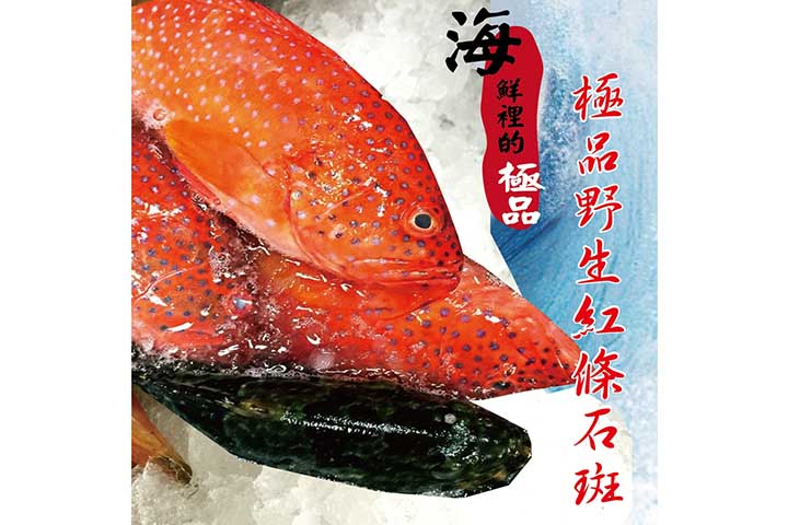 野生紅條石斑魚