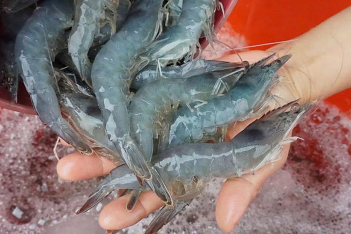 【艾滴科技】科技養殖藍鑽白蝦